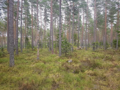 Publikområde