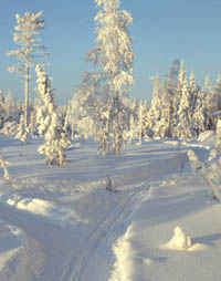Veckans bild v 01 2004