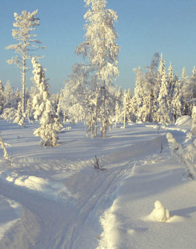 Veckans bild v 01 2004