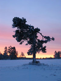 Veckans bild v 06 2004