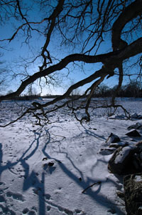 Veckans bild v 05 2007
