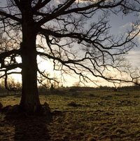 Veckans bild v 03 2008