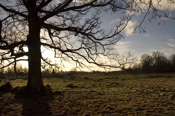 Veckans bild v 03 2008