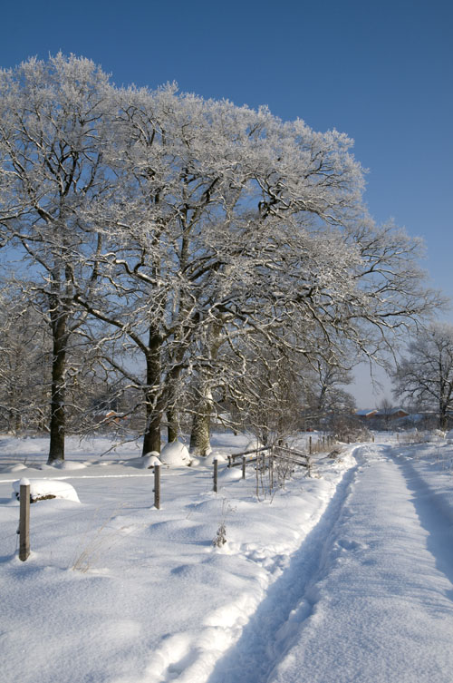 Veckans bild v 05 2010