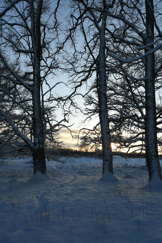 Veckans bild v 05 2026