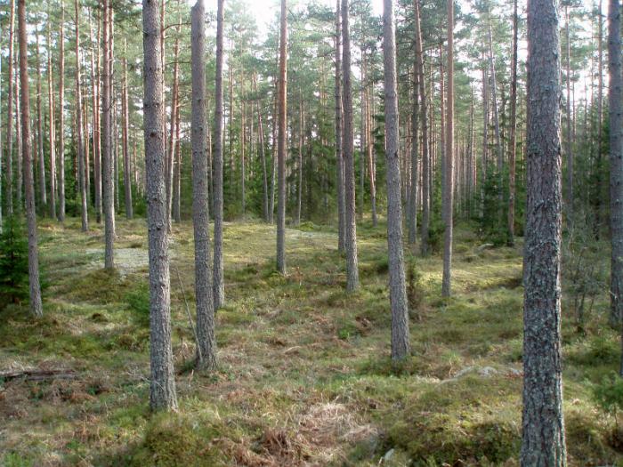 morstorp027.JPG